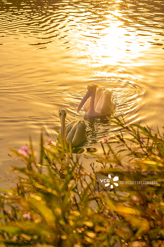 金色阳光下的鹈鹕图片素材