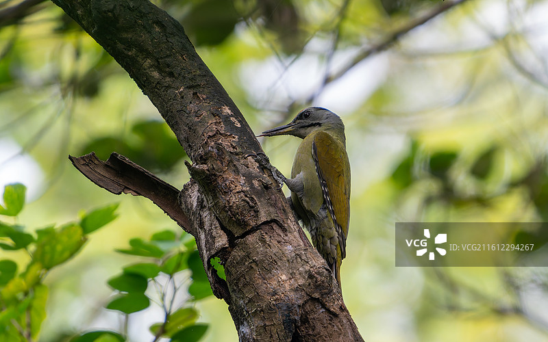 灰头绿啄木鸟站在树上图片素材