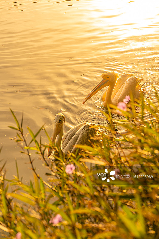 金色阳光下的鹈鹕图片素材