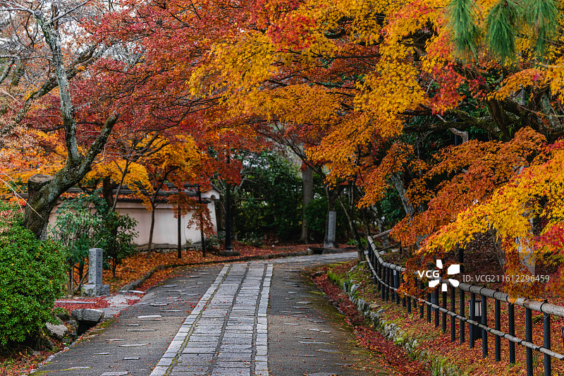 日本 红叶 寺庙 古建筑 岚山图片素材