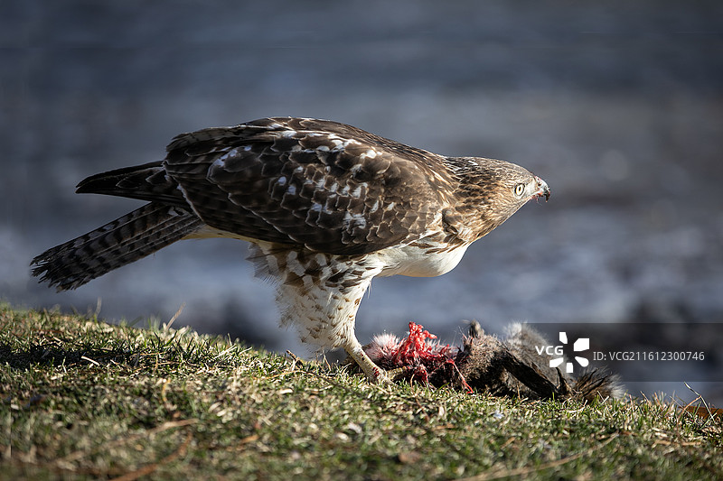 享受大餐的红尾鵟图片素材