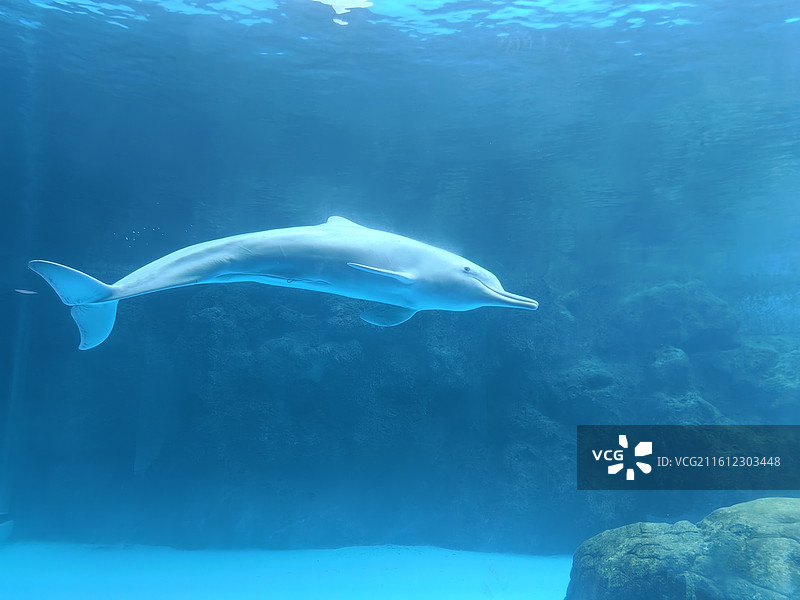 游泳的海豚1图片素材