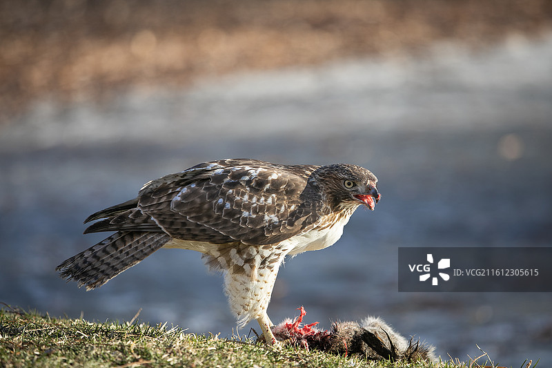 享受大餐的红尾鵟图片素材