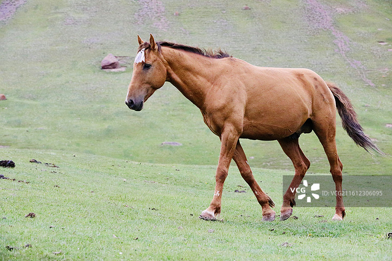 悠闲的骏马图片素材