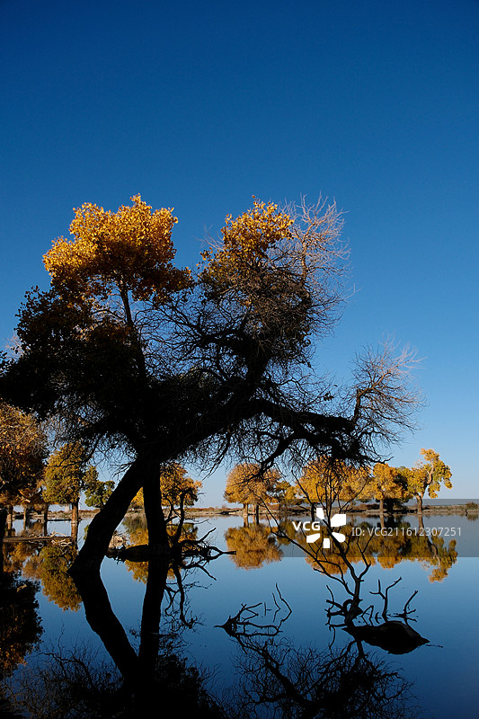 内蒙古阿拉善盟额济纳旗蓝天河流胡杨树倒影金黄图片素材