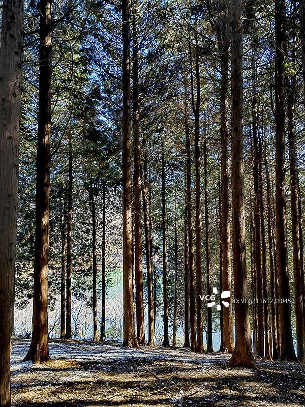 金钟松林图片素材