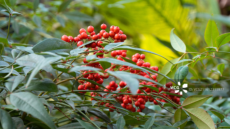 南天竹图片素材