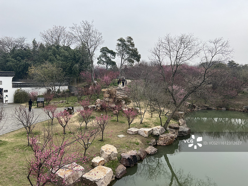 江苏扬州瘦西湖湖边的树顶着天空，梅花盛开图片素材