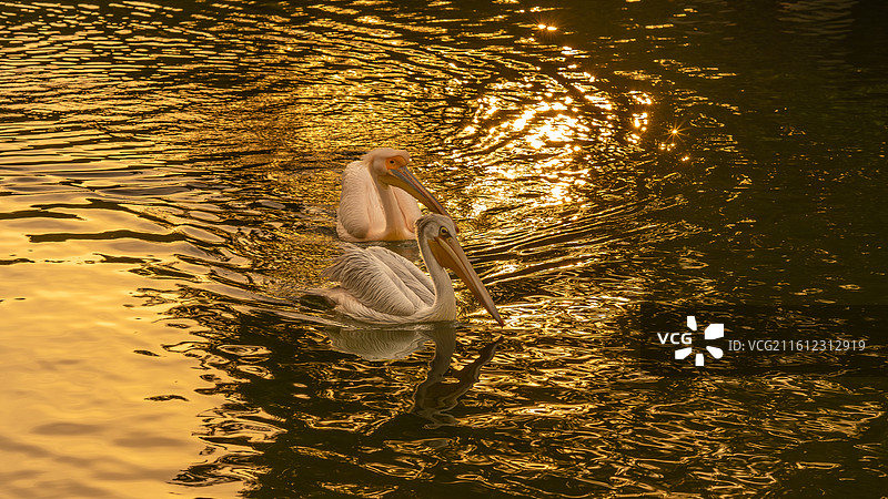 金色阳光下的鹈鹕图片素材