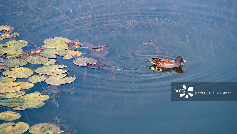 黑水鸡图片素材