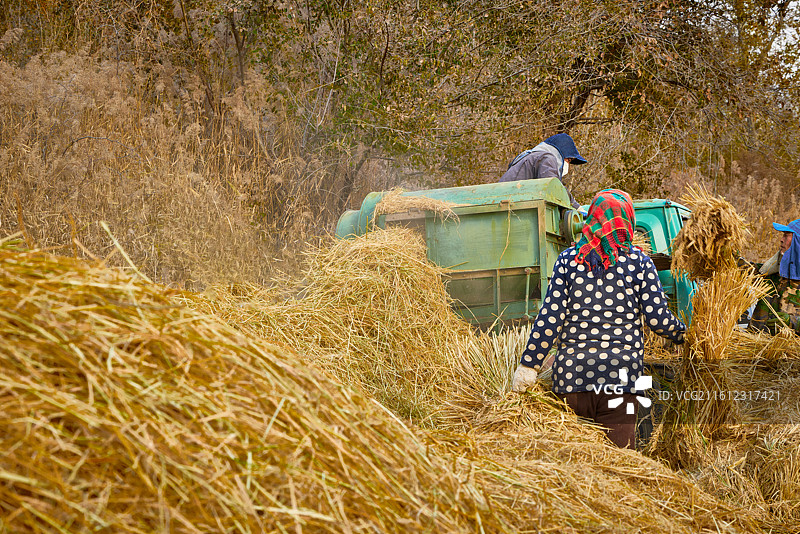 秋天农民给丰收的稻谷做机械脱壳图片素材