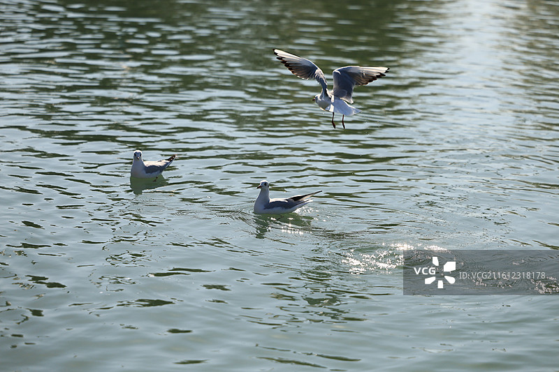 西伯利亚红嘴鸥太湖越冬侯鸟湖水湖面飞翔特写图片素材