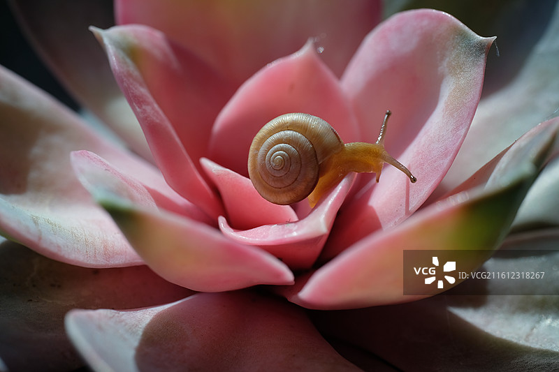 多肉植物上的可爱小蜗牛。微距背景图壁纸图片素材