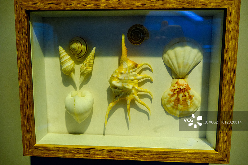 中国海南省三亚市三亚山海贝文化博物馆藏品 ，世界各地的奇异贝壳，各种各样的贝壳，各地贝壳标本图片素材