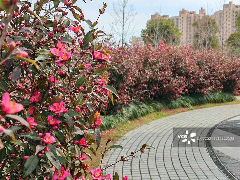 公园里粉红色开花植物的特写镜头，茶花，上海市奉贤区，泡泡公园图片素材