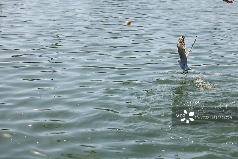 西伯利亚红嘴鸥太湖越冬侯鸟湖水湖面飞翔特写图片素材