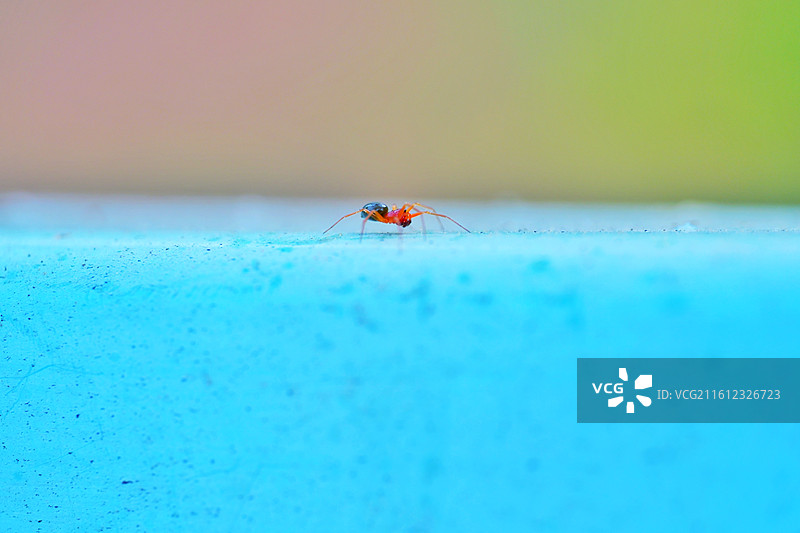 小红蜘蛛微距特写。清新背景图壁纸图片素材