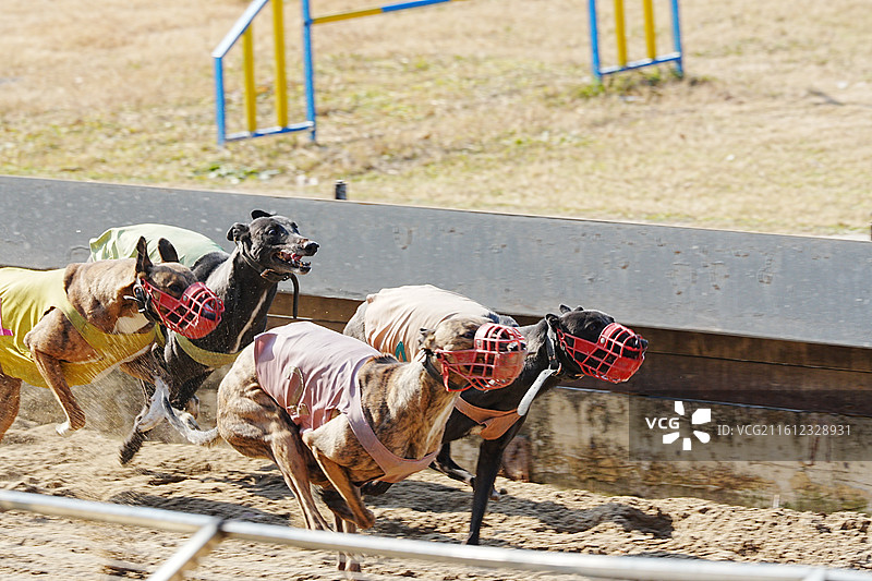 上海野生动物园图片素材