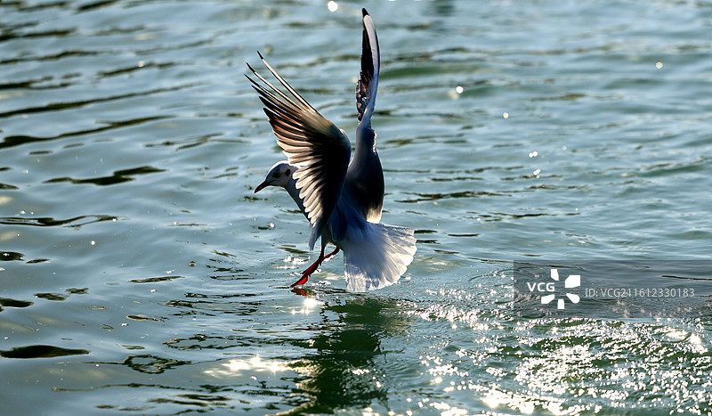 西伯利亚侯鸟太湖越冬红嘴鸥特写图片素材