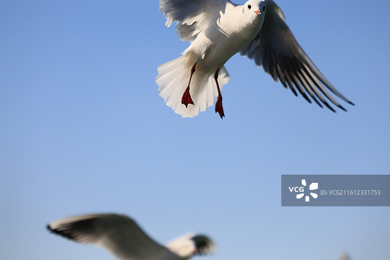 西伯利亚红嘴鸥太湖越冬侯鸟湖水湖面飞翔特写图片素材
