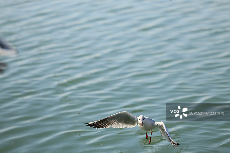 西伯利亚红嘴鸥太湖越冬侯鸟湖水湖面飞翔特写图片素材