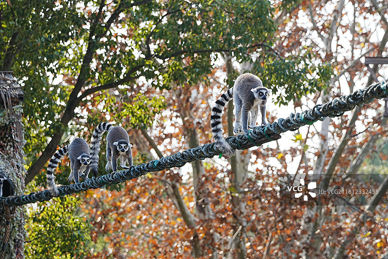 上海野生动物园图片素材
