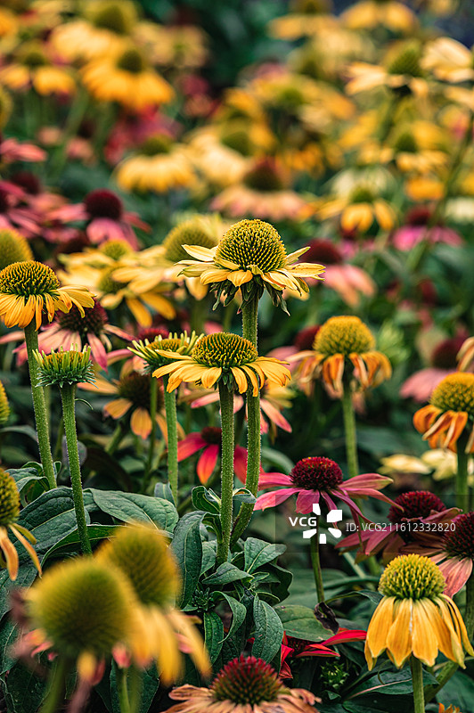黄花植物野外特写图片素材