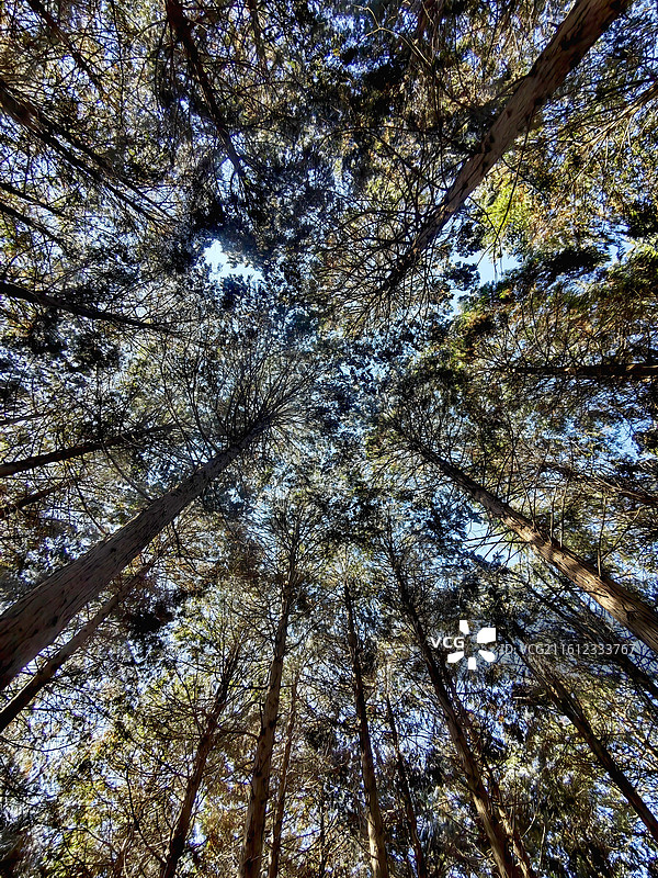 冬天的金钟松低视角图图片素材