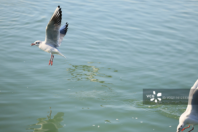 西伯利亚红嘴鸥太湖越冬侯鸟湖水湖面飞翔特写图片素材