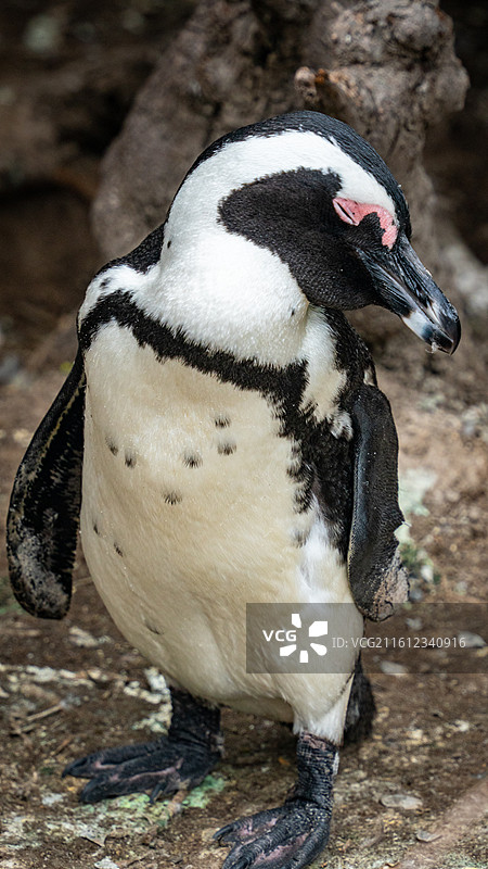 成年麦哲伦企鹅（开普敦，南非）图片素材