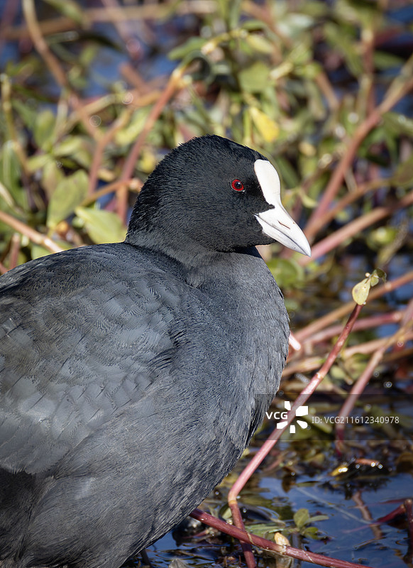 白骨顶鸡图片素材