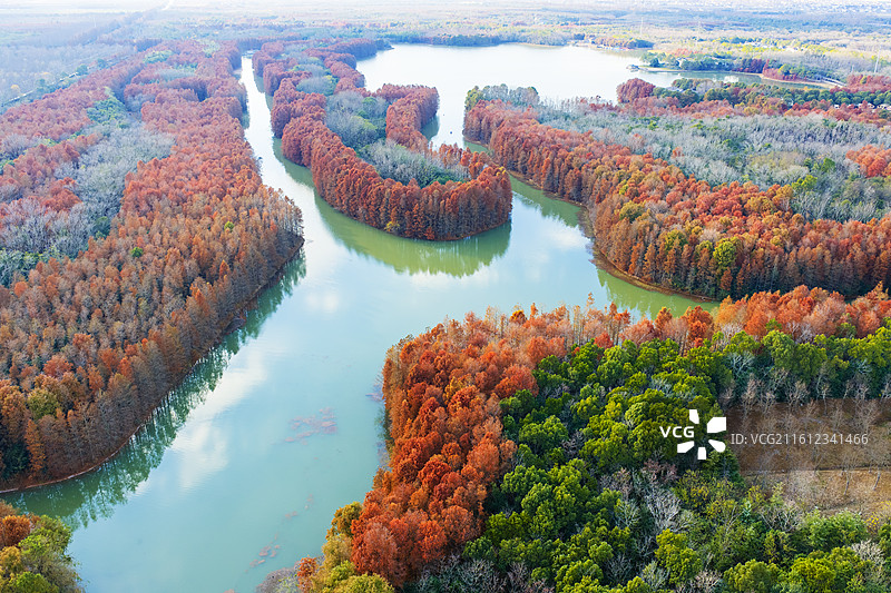 20251226上海海湾森林公园图片素材