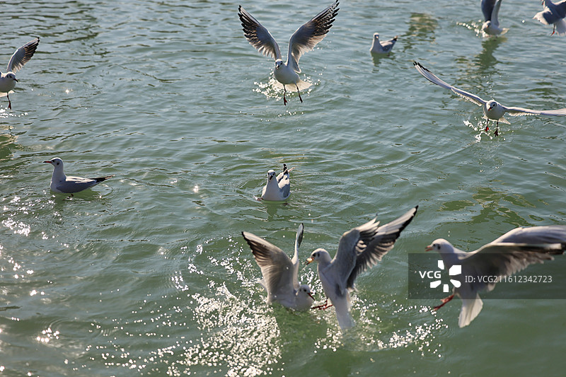 西伯利亚侯鸟太湖越冬红嘴鸥特写图片素材
