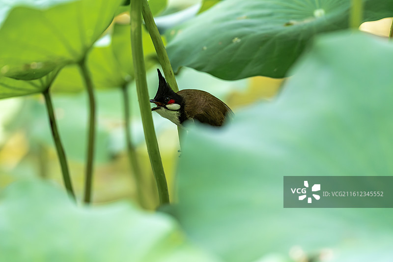 站在荷叶上休息的红耳鹎-雀形目鸣禽亚目鹎科鹎属鸟类图片素材
