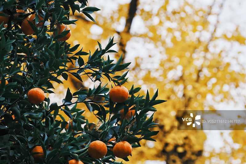 橘子与银杏叶图片素材
