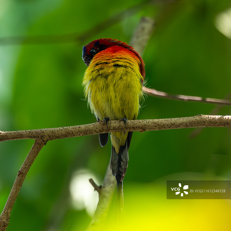 嗨！蓝喉太阳鸟爱上羊蹄甲图片素材