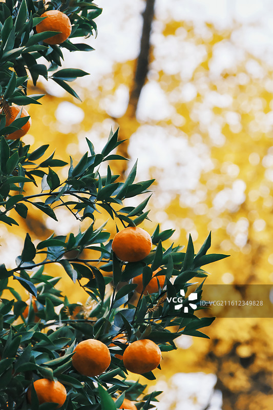 橘子与银杏叶图片素材