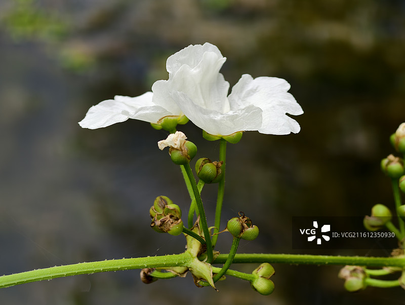 野慈姑花枝特写图片素材