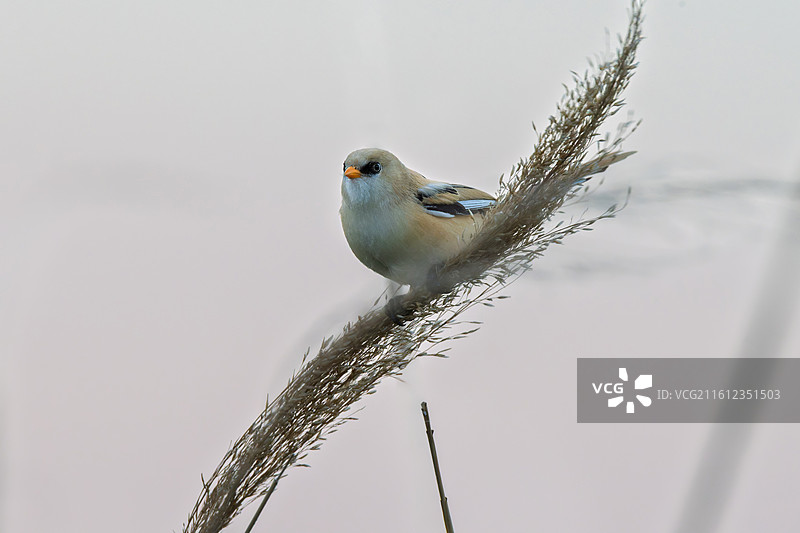 黑龙江省大庆市龙凤湿地文须雀雌鸟图片素材