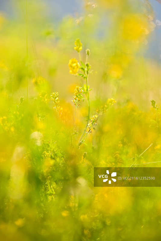 盛开的黄色野花田野图片素材