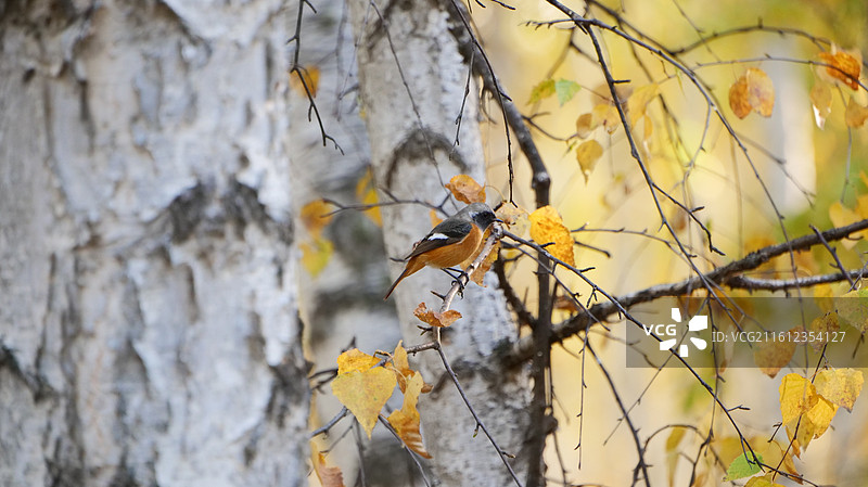 呼伦贝尔大草原图片素材