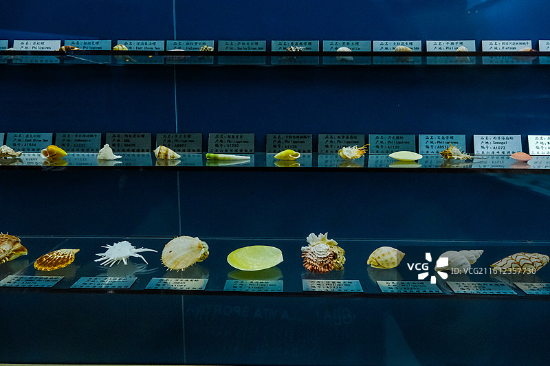 中国海南省三亚市三亚山海贝文化博物馆藏品 ，世界各地的奇异贝壳，各种各样的贝壳，各地贝壳标本图片素材