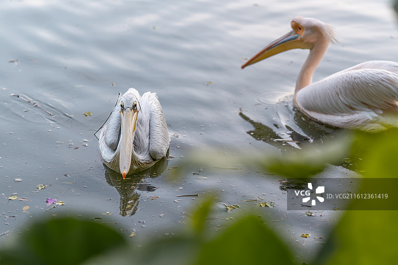 游弋中的鹈鹕图片素材