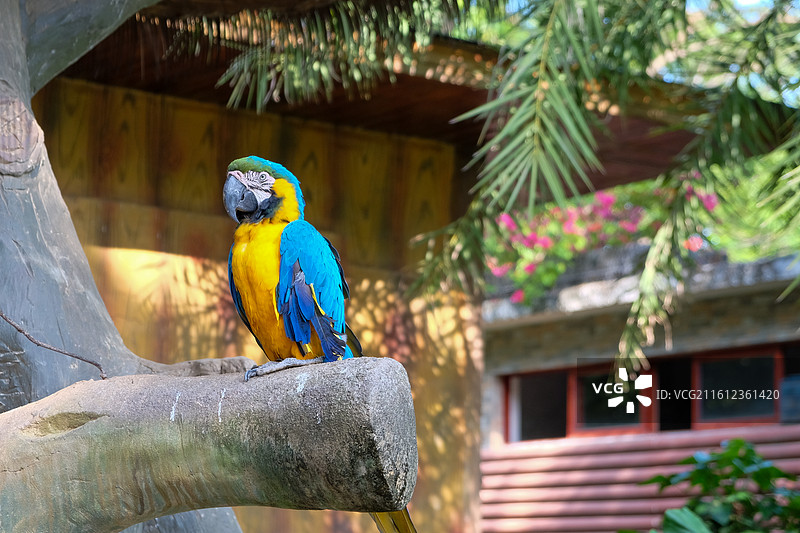 金刚鹦鹉栖息在树上的特写镜头图片素材