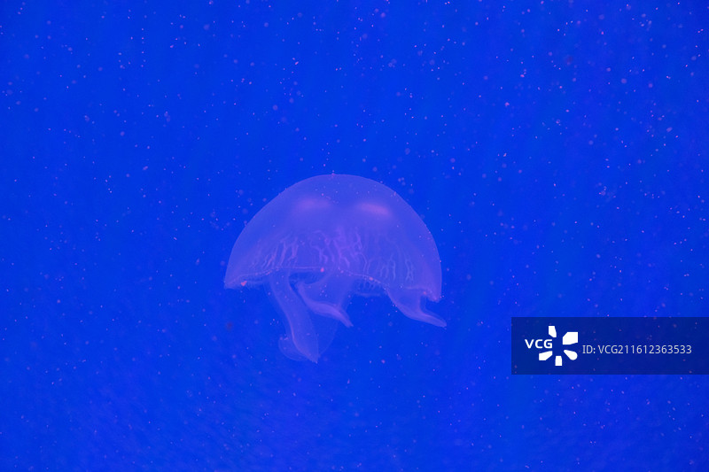 杭州长乔极地海洋公园图片素材