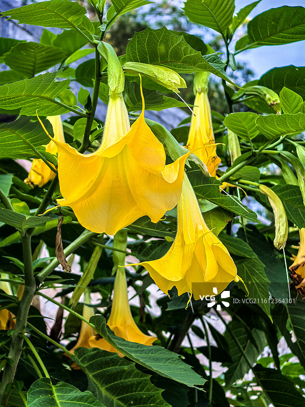 云台山的粗筒苣苔花和曼陀罗花图片素材