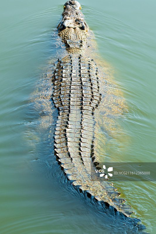 河口鳄鱼图片素材