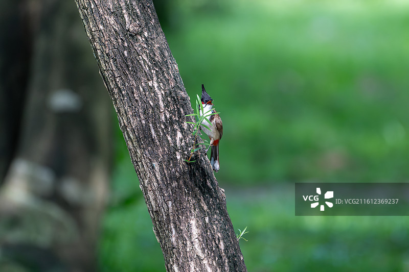 站在树上的红耳鹎-雀形目鸣禽亚目鹎科鹎属鸟类图片素材