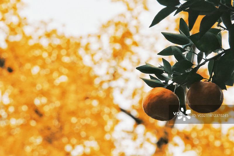 橘子与银杏叶图片素材