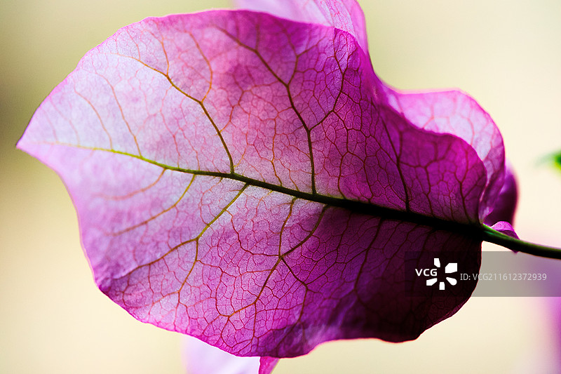 紫脉凝霞图片素材